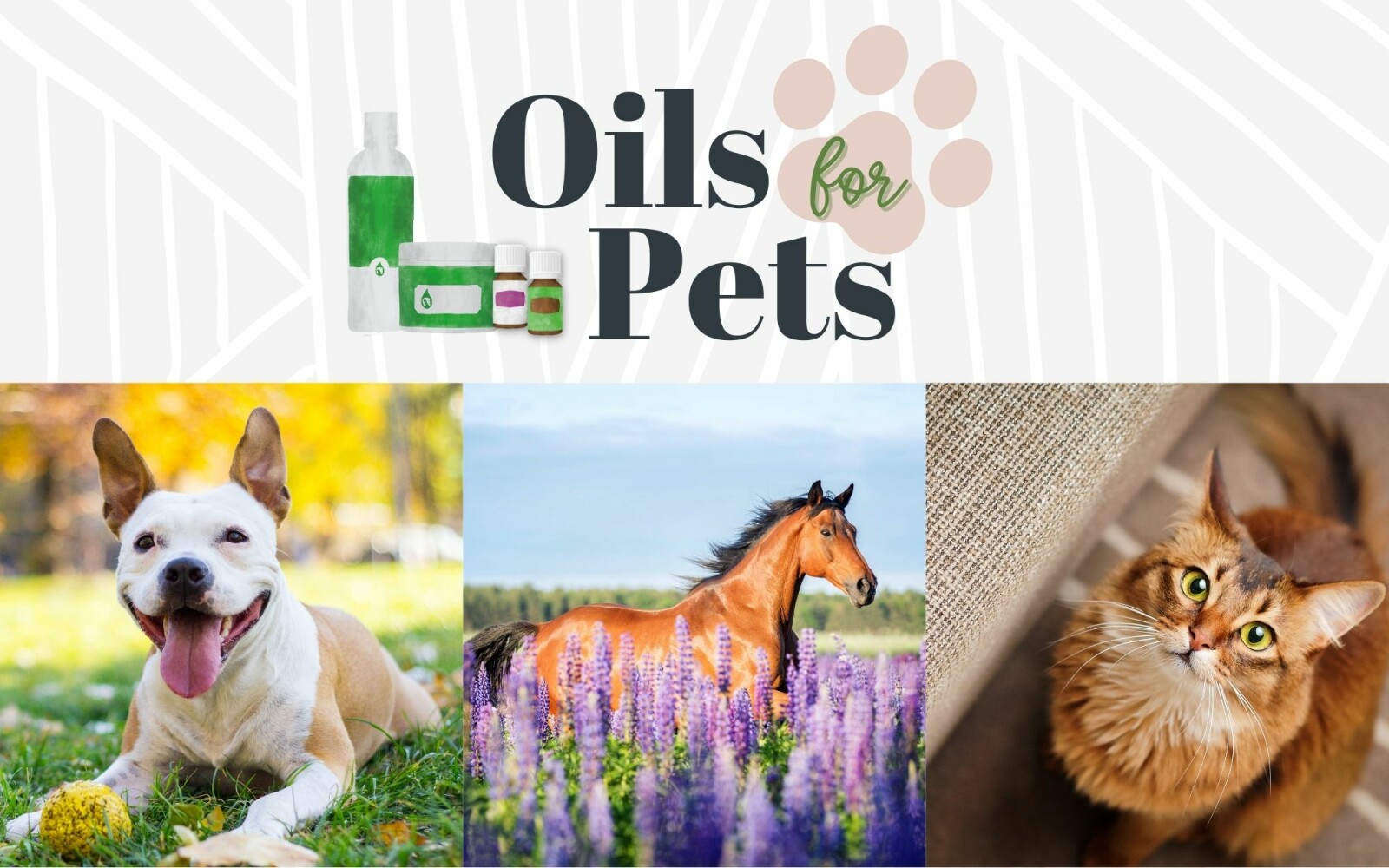 Oils for Pets