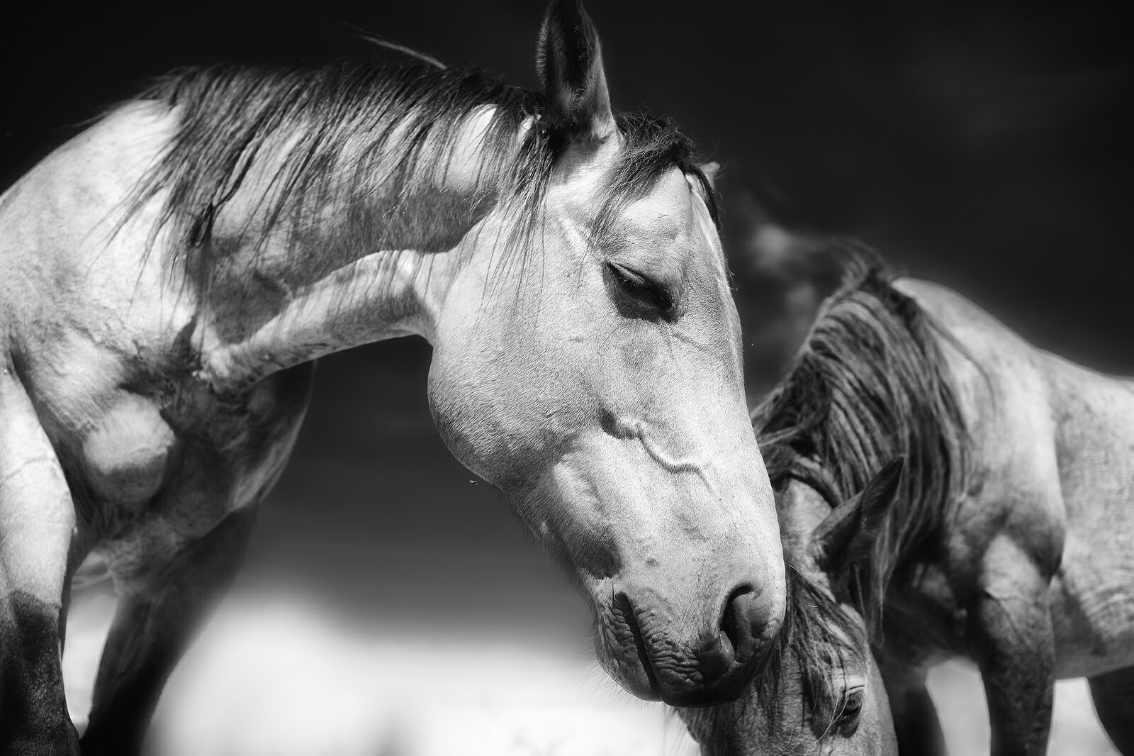 Helping Your Horse Release Emotional Traumas
