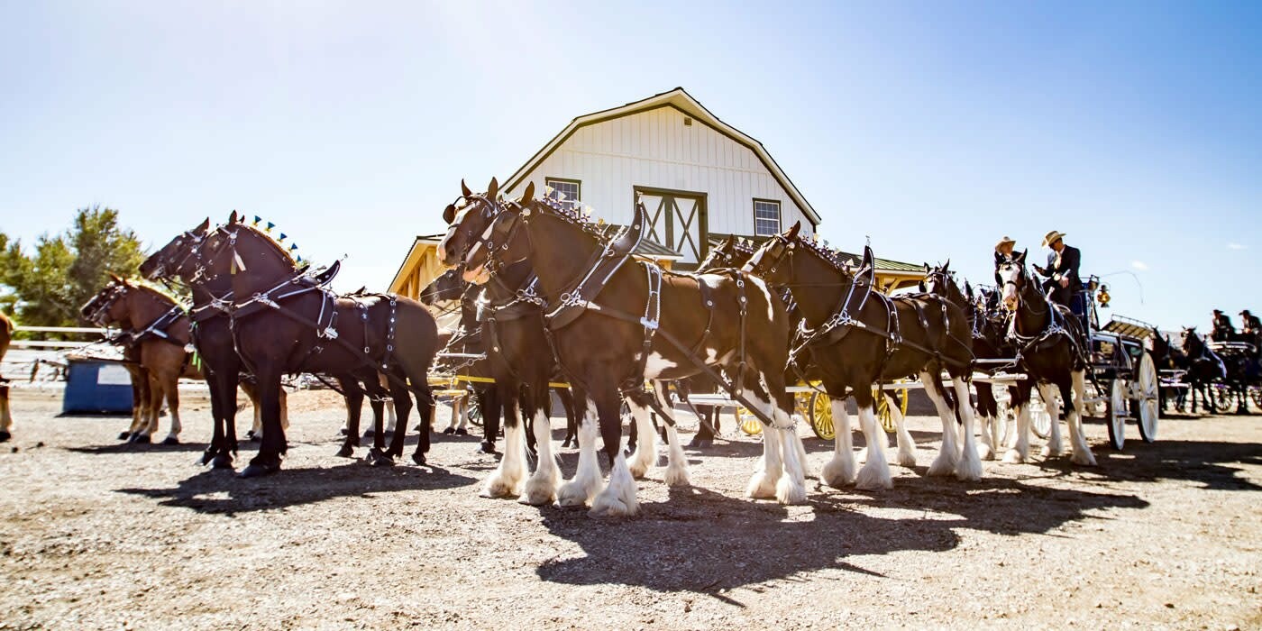 Young Living Fall Festival | Draft Horse Show | PRCA Last Chance Rodeo!