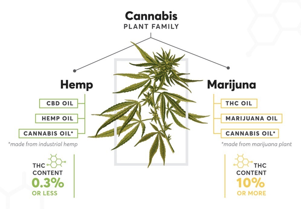 What the Hemp?