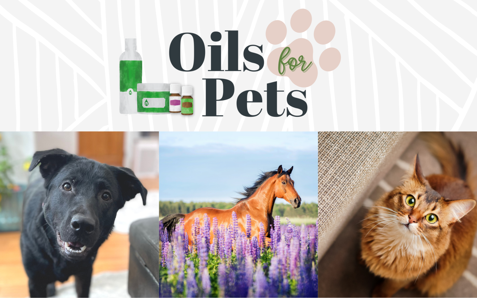 Animals & Oils