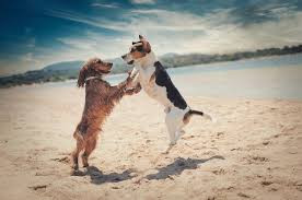 Healthy Hot Summer: People & Pets